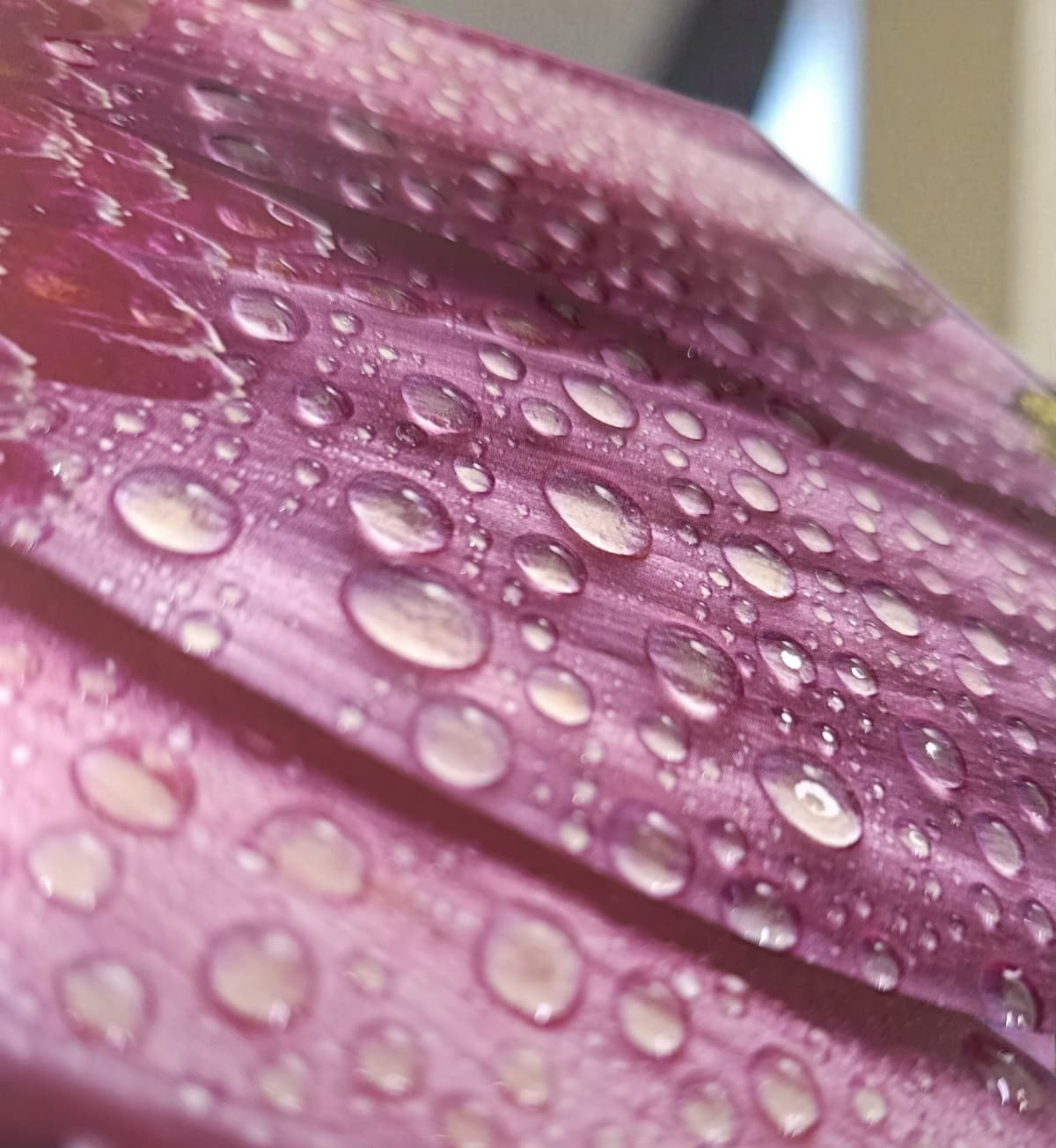 Embossed UV Business Cards – Custom Size & Printing Options alternate view